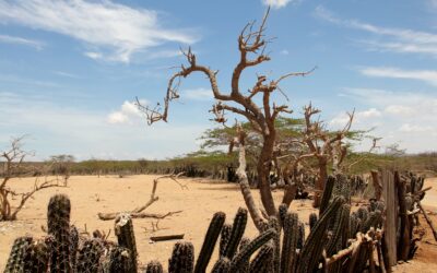 ¡Están despojando los territorios Wayúu!